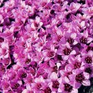 500 Bulk Seeds ROCKFOIL ROSE ROBE Saxifraga Arendsii edlcy (Seeds)