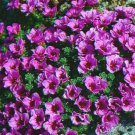 500 Bulk Seeds ROCKFOIL PURPLE ROBE Saxifraga Arendsii edlcy (Seeds)