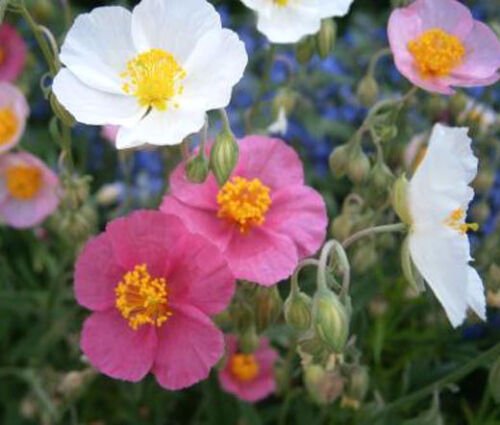 1,000 Bulk Seeds ROCK ROSE COMMON MUTABILE MIX Helianthemum Nummularium edlcy (Seeds)