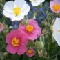 1,000 Bulk Seeds ROCK ROSE COMMON MUTABILE MIX Helianthemum Nummularium edlcy (Seeds)