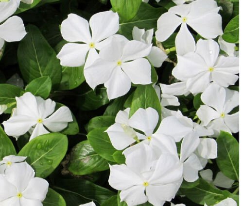 250 Bulk Seeds PERIWINKLE DWARF WHITE LITTLE BLANCHE Catharanthus Roseus edlcy (Seeds)