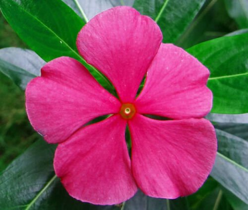 250 Bulk Seeds PERIWINKLE DWARF ROSE LITTLE LINDA Catharanthus Roseus edlcy (Seeds)