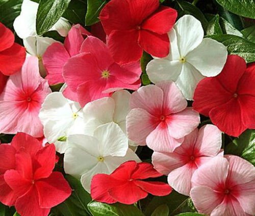 250 Bulk Seeds PERIWINKLE DWARF LITTLE MIX Catharanthus Roseus edlcy (Seeds)