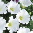 250 Bulk Seeds CHILEAN BELLFLOWER WHITE Nolana Paradoxa edlcy (Seeds)