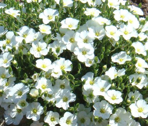 1,250 Bulk Seeds CUP FLOWER WHITE ROBE Nierembergia Hippomanica edlcy (Seeds)