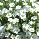 1,250 Bulk Seeds CUP FLOWER WHITE ROBE Nierembergia Hippomanica edlcy (Seeds) 1,250 Bulk Seeds CUP FLOWER WHITE ROBE Nierembergia Hippomanica edlcy (Seeds)