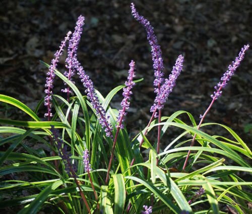 25 Bulk Seeds MONKEY GRASS Liriope Muscari edlcy (Seeds)