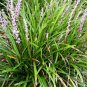 25 Bulk Seeds MONKEY GRASS Liriope Muscari edlcy (Seeds)