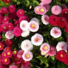 100 Seeds ENGLISH DAISY MIXED COLORS Bellis Perennis Super Enorma edlcy (Seeds)