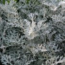 100 Seeds DUSTY MILLER SILVERDUST Cineraria Maritima edlcy (Seeds)