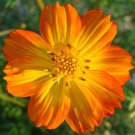 250 Seeds COSMOS SULPHUR ORANGE Cosmos Sulphureus edlcy (Seeds)