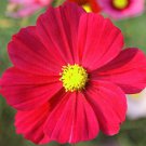100 Seeds COSMOS SONATA RED DWARF Cosmos Bipinnatus edlcy (Seeds) 100 Seeds COSMOS SONATA RED DWARF Cosmos Bipinnatus edlcy (Seeds)