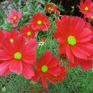 50 Seeds COSMOS DAZZLER Cosmos Bipinnatus edlcy (Seeds)