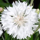 500 Seeds CORNFLOWER BACHELOR’S BUTTON WHITE DWARF Centaurea Cyanus edlcy (Seeds)
