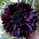 50 Seeds CORNFLOWER BACHELOR'S BUTTON BLACK BALL Centaurea Cyanus edlcy (Seeds) 50 Seeds CORNFLOWER BACHELOR'S BUTTON BLACK BALL Centaurea Cyanus edlcy (Seeds)