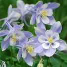 50 Seeds COLUMBINE BLUE DREAM Aquilegia Caerulea edlcy (Seeds)