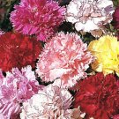 20 Seeds CARNATION CHABAUD PICOTEE MIXED COLORS Dianthus Caryophyllus edlcy (Seeds) 20 Seeds CARNATION CHABAUD PICOTEE MIXED COLORS Dianthus Caryophyllus edlcy (Seeds)
