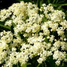 20 Seeds BUTTERFLY WEED WHITE Asclepias Incarnata edlcy (Seeds)