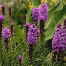 50 Seeds BLAZING STAR GAYFEATHER Liatris Spicata edlcy (Seeds) 50 Seeds BLAZING STAR GAYFEATHER Liatris Spicata edlcy (Seeds)
