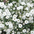 1,000 Seeds BABY'S BREATH Gypsophila Elegans edlcy (Seeds)