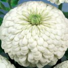 100 Seeds ZINNIA POLAR BEAR Zinnia Elegans edlcy (Seeds)