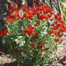 500 Seeds WALLFLOWER ENGLISH Cheiranthus Cheiri edlcy (Seeds)