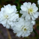 20 Seeds YARROW PEARL Achillea Ptarmica edlcy (Seeds)