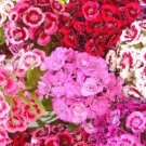 500 Seeds SWEET WILLIAM Dianthus Barbatus edlcy (Seeds) 500 Seeds SWEET WILLIAM Dianthus Barbatus edlcy (Seeds)