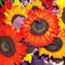 20 Seeds SUNFLOWER AUTUMN BEAUTY Helianthus Annuus edlcy (Seeds)