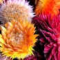 200 Seeds STRAWFLOWER MIXED COLORS Helichrysum Monstrosum edlcy (Seeds)