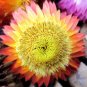 200 Seeds STRAWFLOWER MIXED COLORS Helichrysum Monstrosum edlcy (Seeds)
