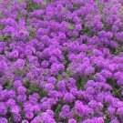 200 Seeds MOSS VERBENA Verbena Tenuisecta edlcy (Seeds)