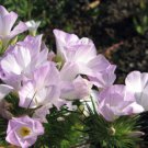 1,000 Seeds MOUNTAIN PHLOX Linanthus Grandiflorus edlcy (Seeds)