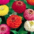 1,100 Bulk Seeds ZINNIA LILLIPUT MIXED COLORS Zinnia Elegans edlcy (Seeds)