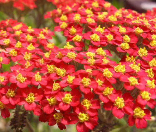5,000 Bulk Seeds YARROW RED Achillea Millefolium Rubrum edlcy (Seeds)