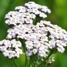 10,000 Bulk Seeds YARROW WHITE Achillea Millefolium edlcy (Seeds)