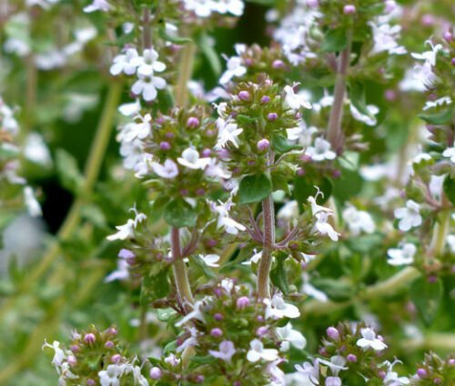 5,000 Bulk Seeds THYME Thymus Vulgaris edlcy (Seeds)