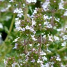 5,000 Bulk Seeds THYME Thymus Vulgaris edlcy (Seeds)