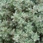 5,000 Bulk Seeds THYME Thymus Vulgaris edlcy (Seeds)