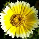 5,000 Bulk Seeds TIDY TIPS Layia Platyglossa edlcy (Seeds)