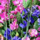 110 Bulk Seeds SWEET PEA ROYAL FAMILY MIXED COLORS Lathyrus Odoratus edlcy (Seeds) 110 Bulk Seeds SWEET PEA ROYAL FAMILY MIXED COLORS Lathyrus Odoratus edlcy (Seeds)