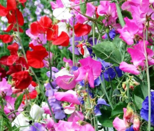 110 Bulk Seeds SWEET PEA CUTHBERTSON MIXED COLORS Lathyrus Odoratus edlcy (Seeds)
