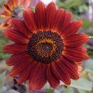 100 Bulk Seeds SUNFLOWER VELVET QUEEN Helianthus Annuus edlcy (Seeds)