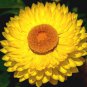 1,000 Bulk Seeds STRAWFLOWER MIXED COLORS Helichrysum Monstrosum edlcy (Seeds)