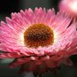 1,000 Bulk Seeds STRAWFLOWER MIXED COLORS Helichrysum Monstrosum edlcy (Seeds)