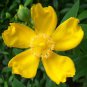 100 Bulk Seeds ST.JOHN'S WORT TRAILING Hypericum Cerastoides edlcy (Seeds)