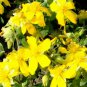 100 Bulk Seeds ST.JOHN'S WORT TRAILING Hypericum Cerastoides edlcy (Seeds)