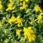 100 Bulk Seeds ST.JOHN'S WORT TRAILING Hypericum Cerastoides edlcy (Seeds)