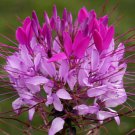100 Bulk Seeds SPIDER FLOWER VIOLET QUEEN Cleome Hasslerianai edlcy (Seeds)