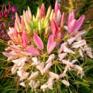 100 Bulk Seeds SPIDER FLOWER ROSE QUEEN Cleome Hasslerianai edlcy (Seeds)